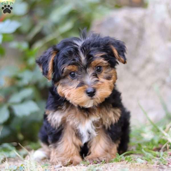 Parker, Yorkie Poo Puppy
